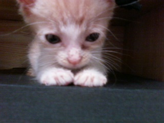 현재5개월 치즈태비 한국고양이 수컷,대림1동 877-35번지,구로디저털단지역부근.고양이 찾아요