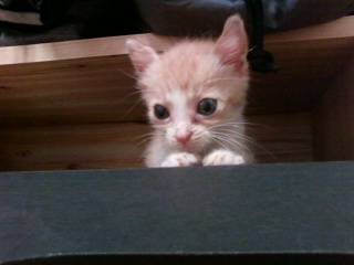 현재5개월 치즈태비 한국고양이 수컷,대림1동 877-35번지,구로디저털단지역부근.고양이 찾아요