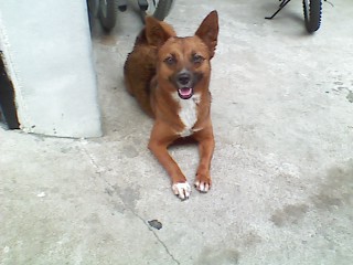 (부천시 원미구) 구름이를 찾아요 ''믹스견 갈색'' 가슴팍 턱시도모양(흰색)