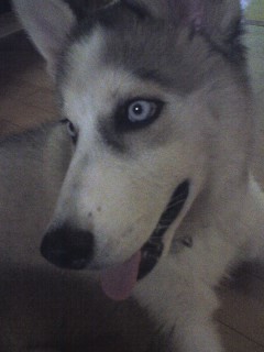 경기도 구리시 인창동 한진그랑빌 단지내에서 잃어버린 우리 둥이좀 찾아주세요