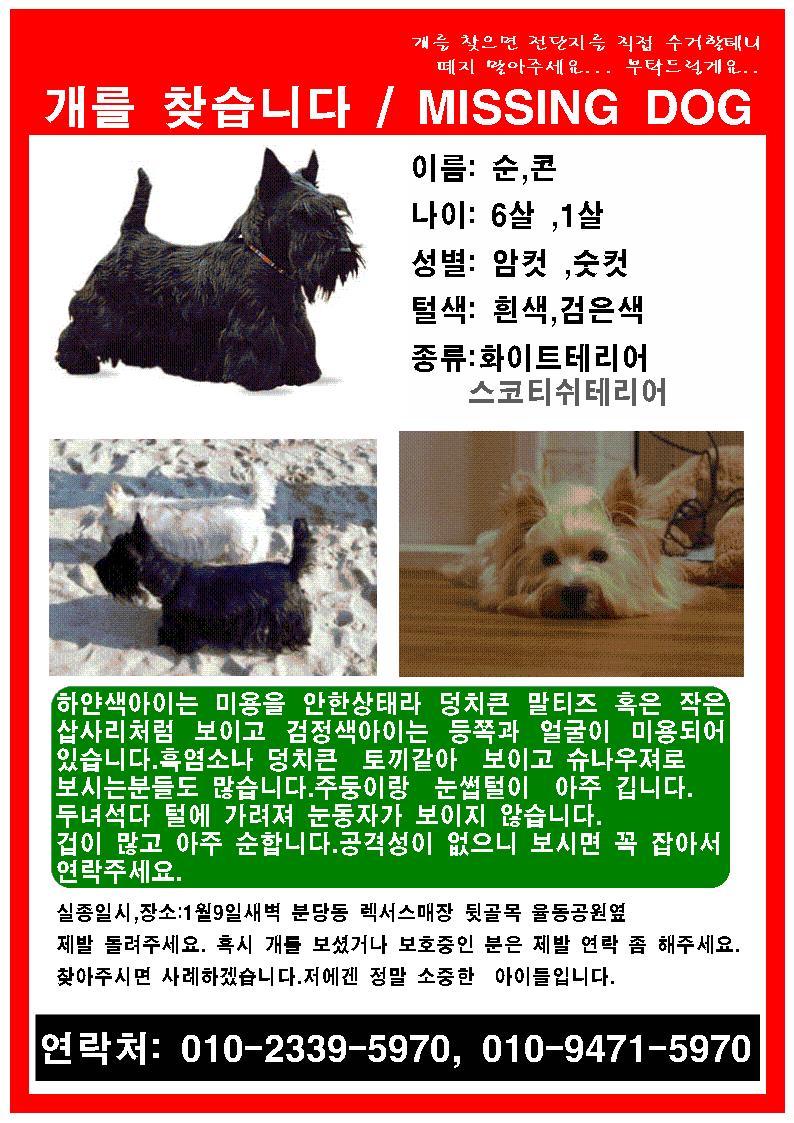 성남시 분당동 검정색 스코티 분실