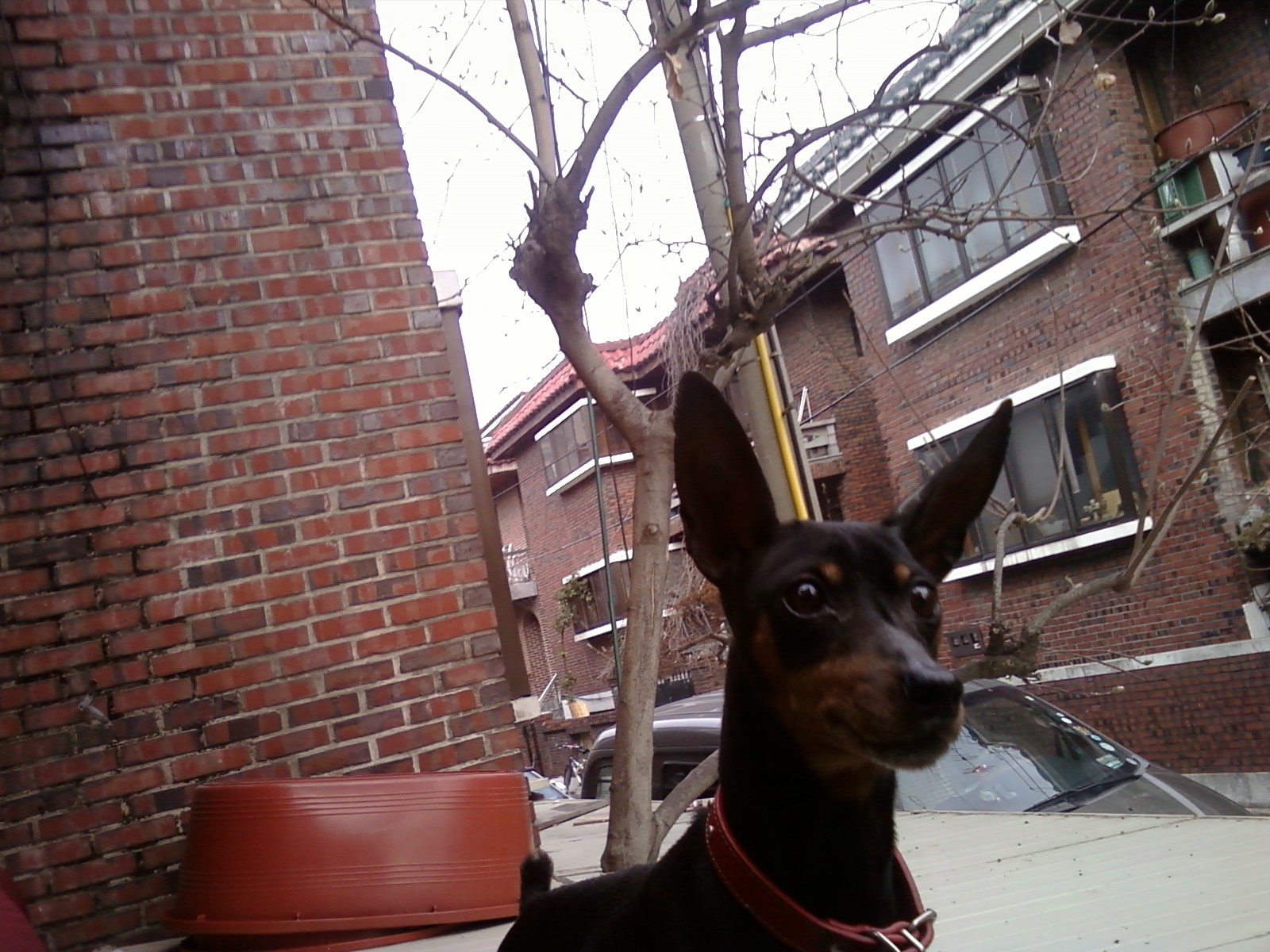 [재게시]하남시 미사리에서 미니핀을 찾습니다..