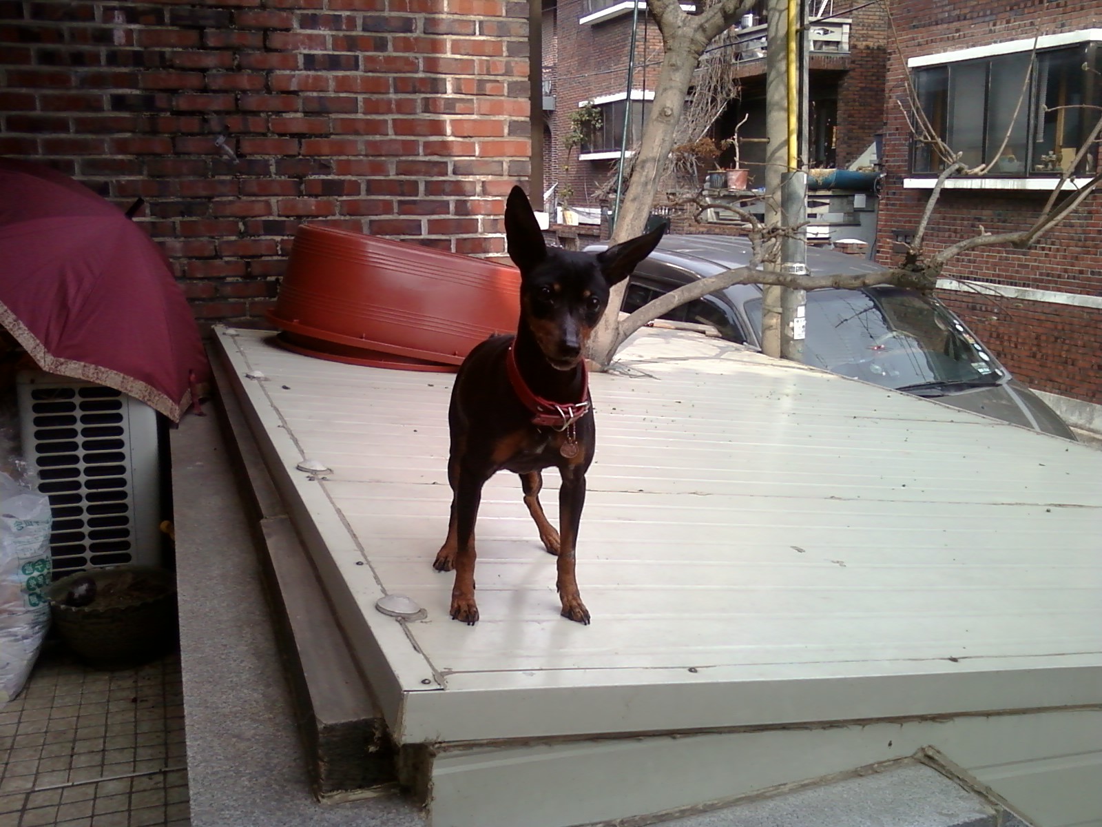 [재게시]하남시 미사리에서 미니핀을 찾습니다..