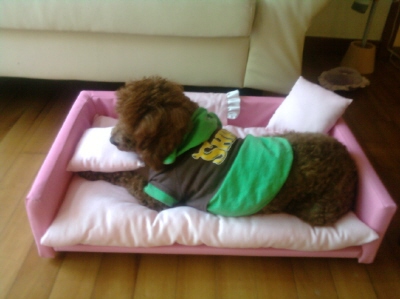 1살된 여아애프리푸들 찾습니다.