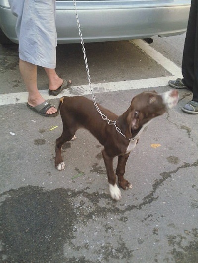 부천(원종동빵굼터부근)영포계열의사냥개를&#52287;습니다.