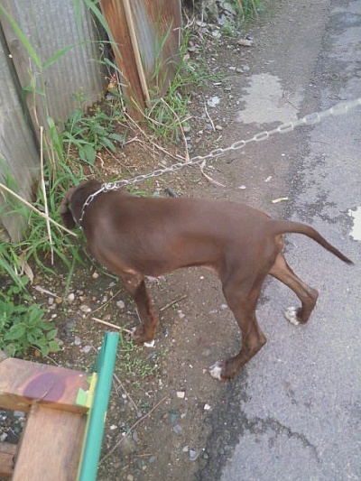 부천(원종동빵굼터부근)영포계열의사냥개를&#52287;습니다.