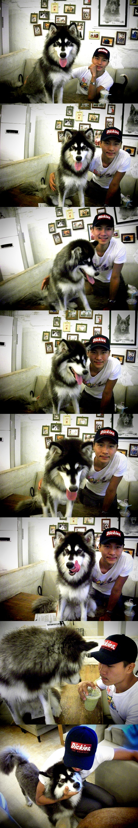 서울/시흥에서잃어버린말라뮤트찾습니다