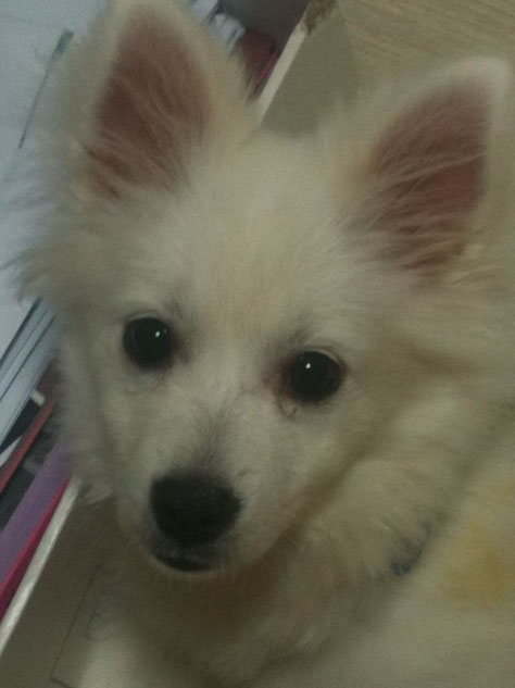 강동구 성내동에서 주인없는 흰색 스피츠를 데려왔습니다.