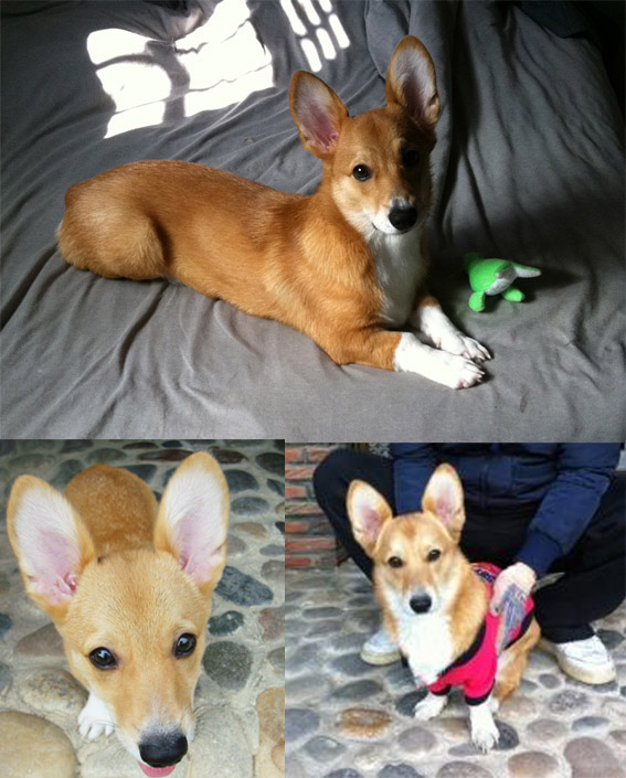 [강원]횡성 등기소 부근에서 잃어버린.......웰시코기 찾습니다. 