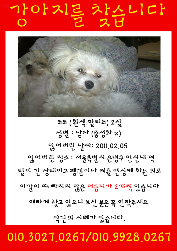 서울시 은평구 말티즈 남아 두살 코코를 찾습니다