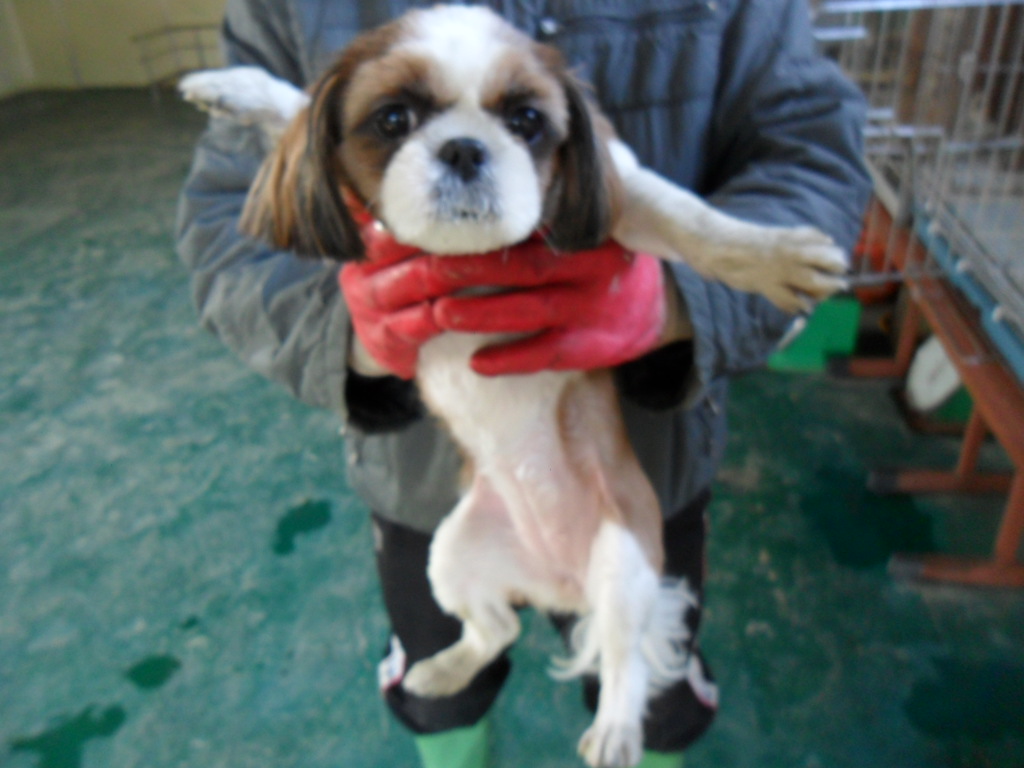 우리 여아 강아지를 찾아주세요 가슴이 아파요... (도와주세요)