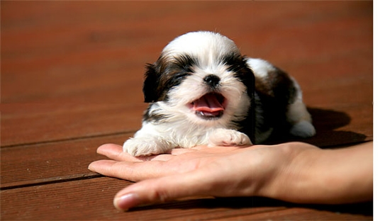 우리 여아 강아지를 찾아주세요 가슴이 아파요... (도와주세요)