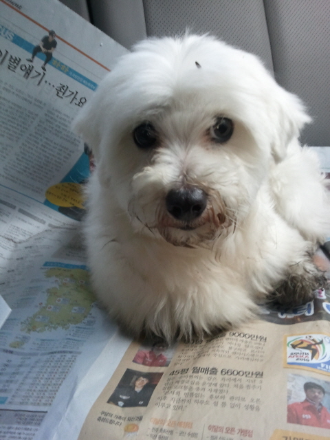 인천에서 발견한 말티즈 남아를 보호중입니다.