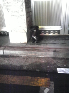 검은털에 반달곰처럼 가슴에 흰 털이 있어요.유기견이돌아다녀요