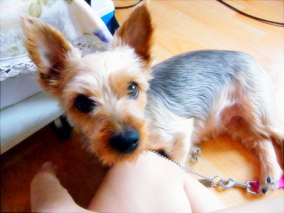 남구 주안5동 요크셔테리어(암) 찾습니다