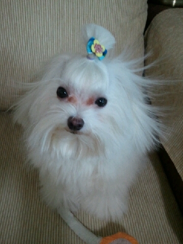 [사당동]하얀색 마르티스를 찾습니다.