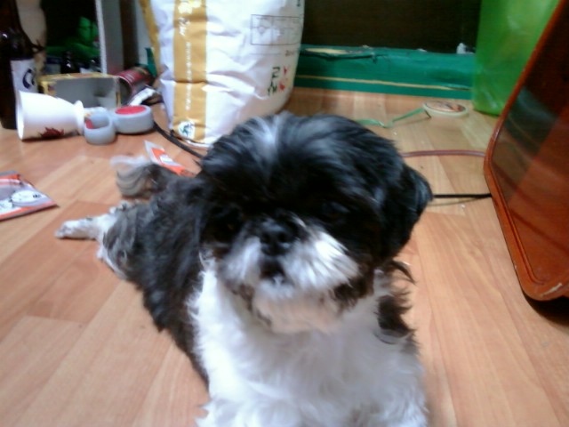 유기된블랙시츄여아 사진올립니다