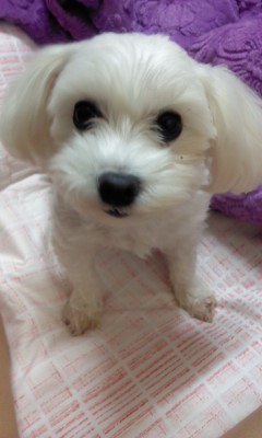 의정부시 용현동에서 말티즈 여아를 찾습니다.