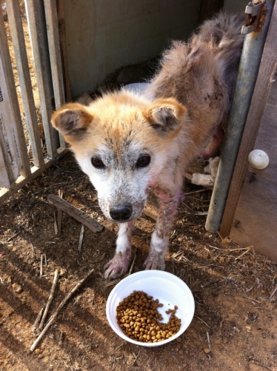 김해 유기견 봐주세요!!!