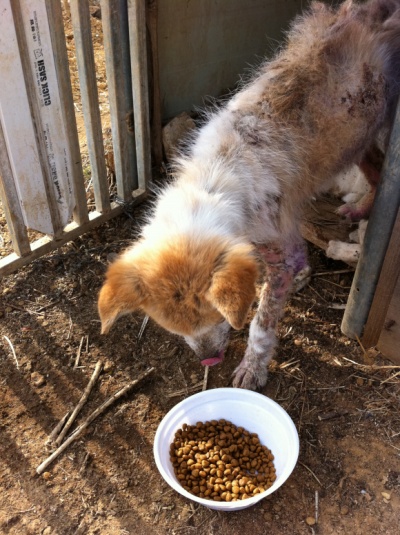 김해 유기견 봐주세요!!!