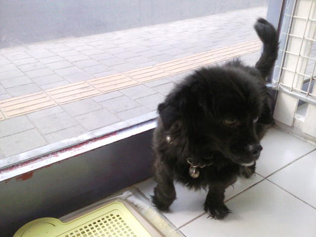 자양동 검정색 믹스견 보호중