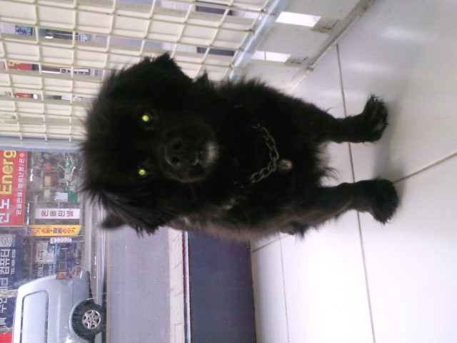 자양동 검정색 믹스견 보호중