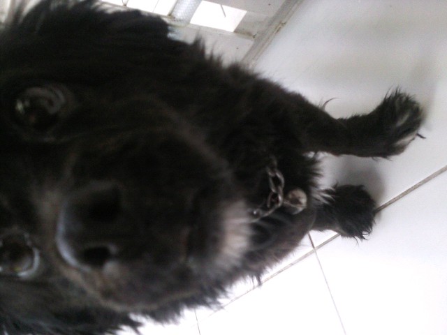 자양동 검정색 믹스견 보호중