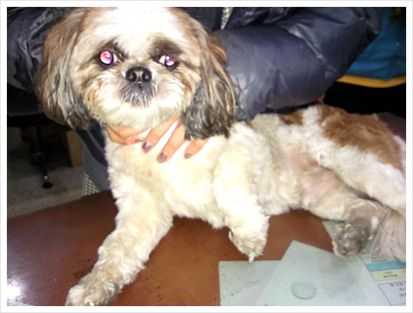 시흥시 은행동 시추남아 보호중