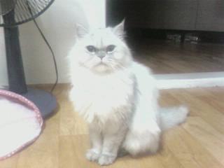 수원 장안구 연무동 연무동주민센터 근처에서 고양이를 보호하고있습니다