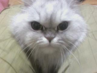 수원 장안구 연무동 연무동주민센터 근처에서 고양이를 보호하고있습니다