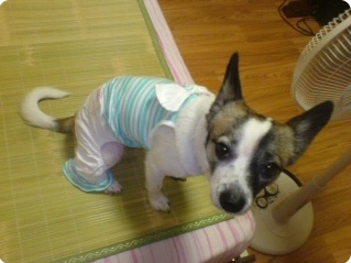 충청북도 제천시 믹스견 여 중성화 수술 X 사례 100만원