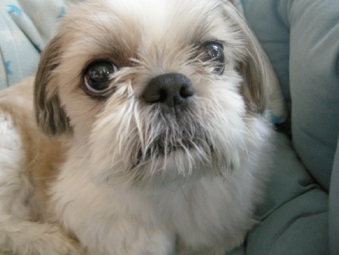 (강남구)시추 10세 수컷 찾습니다.(2011.02.22 오전 9시 경 분실)