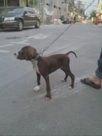 부천원종동..우리사냥개 텐을 찾습니다