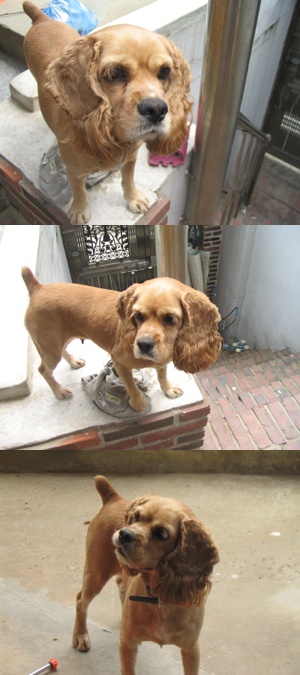 뽀뽀를 찾습니다.(코카/9세/암/남가좌동)