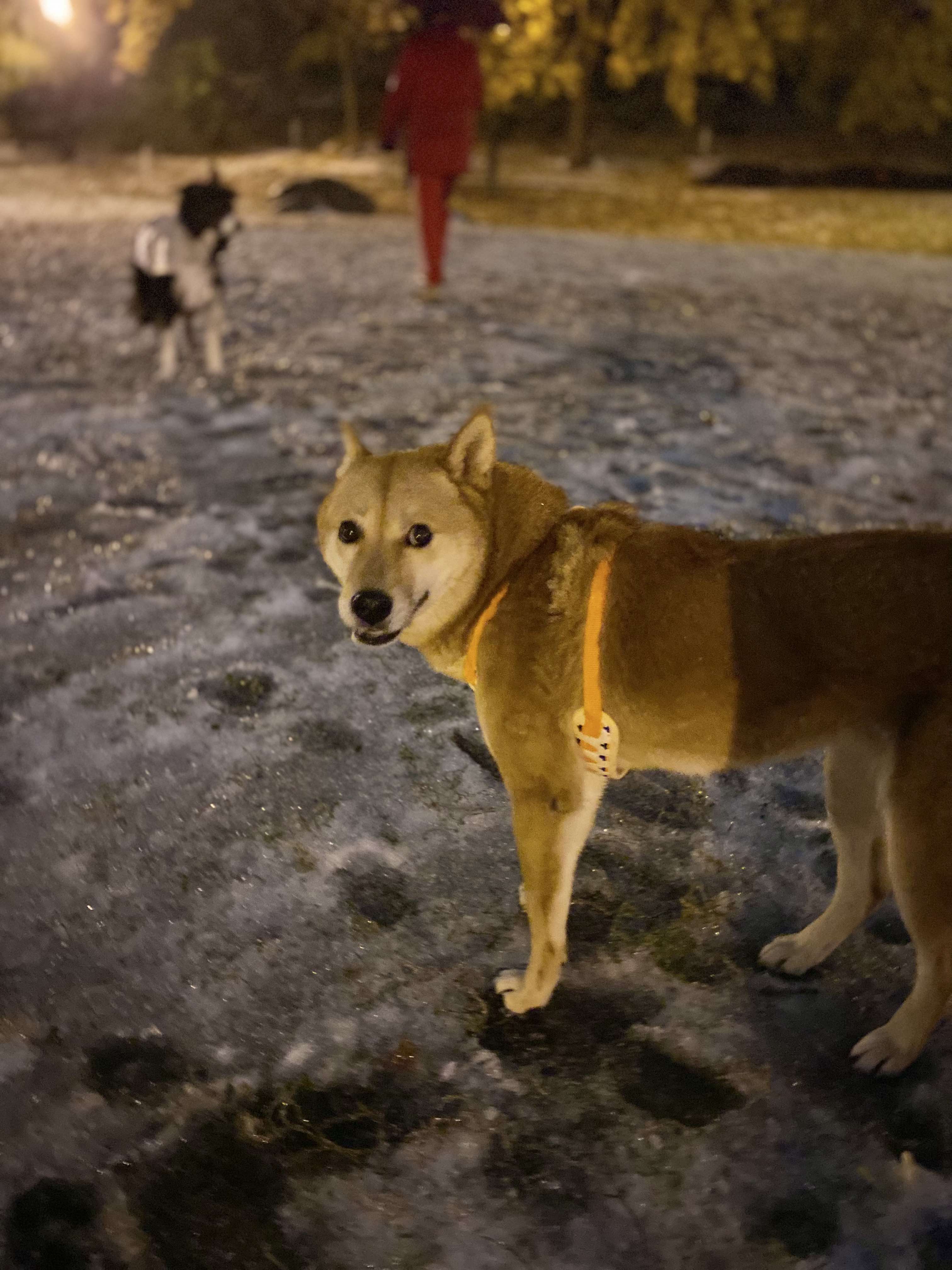 [해외입양] 캐나다 몬트리올에서 전해온 '삼금이' 소식💌