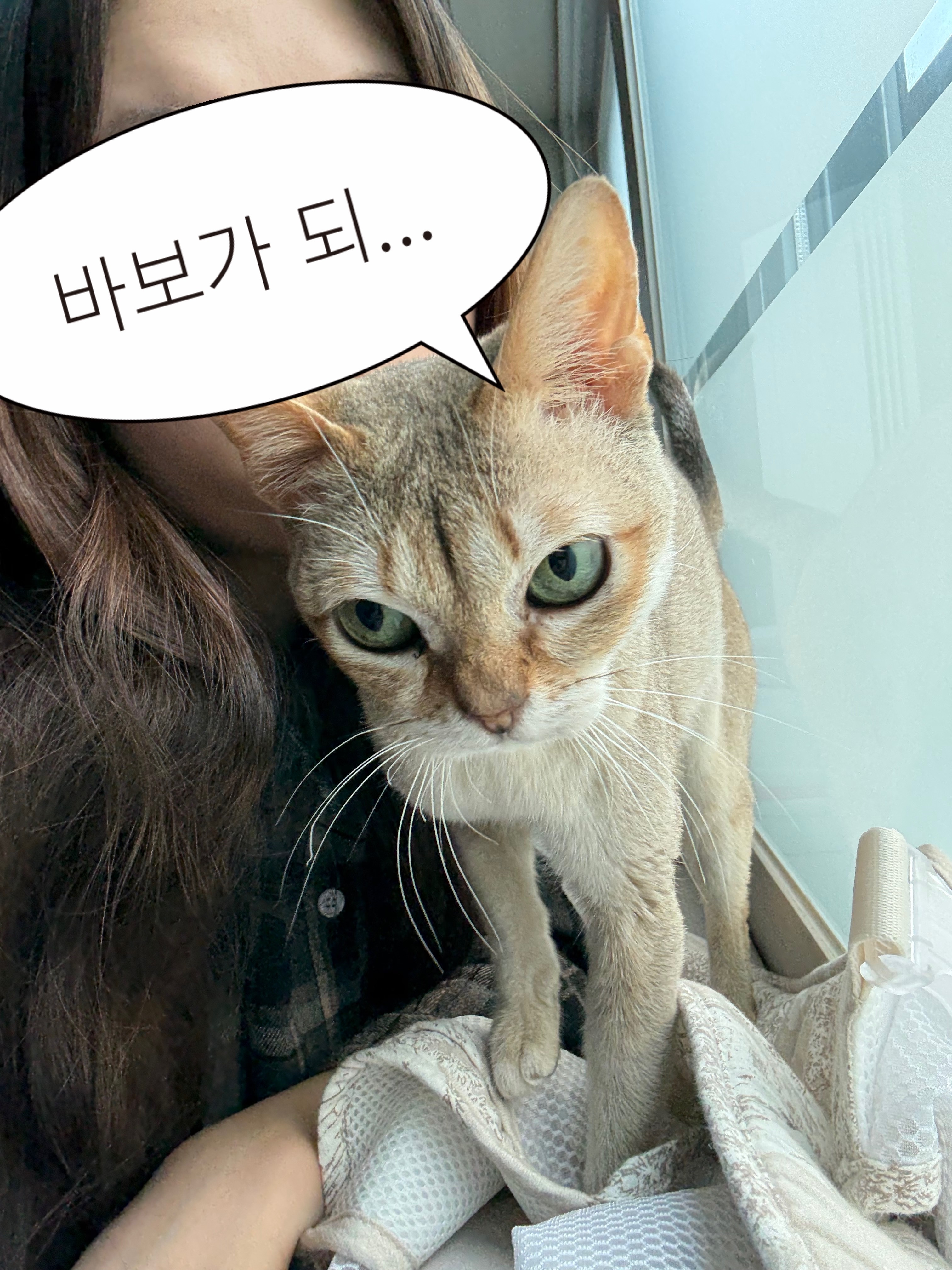 덕배&#40;다요&#41;의 3개월 입양 후기 🩷