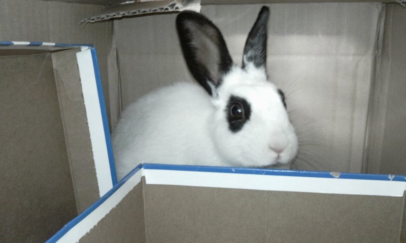 (성남)토끼주인을찾습니다.