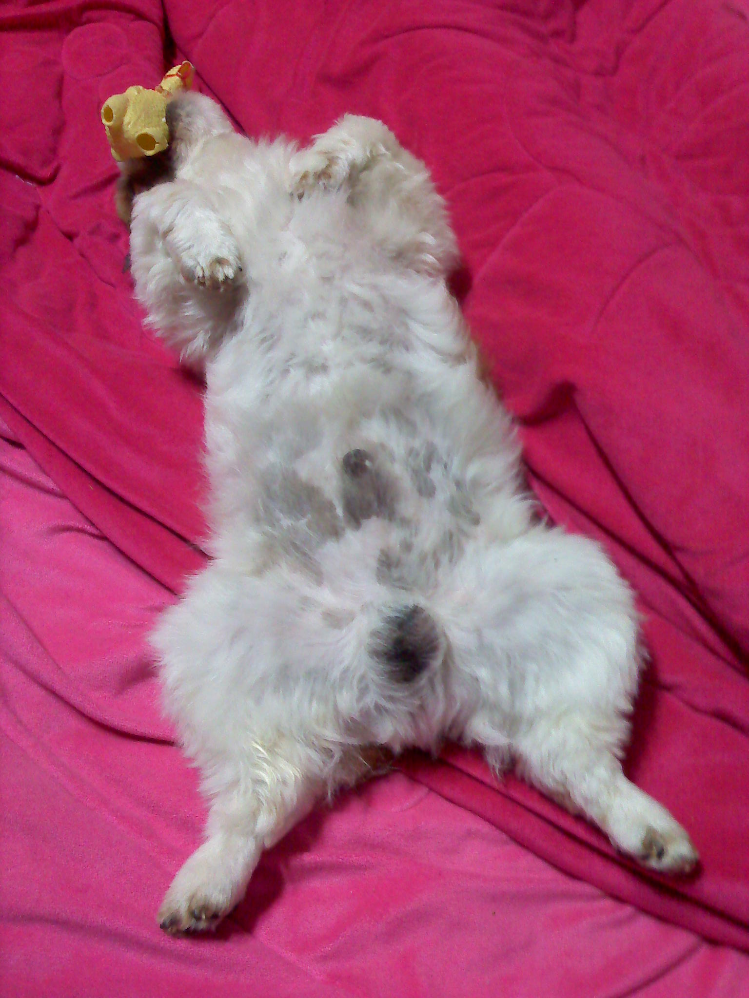 시츄(남) 대구 태전동