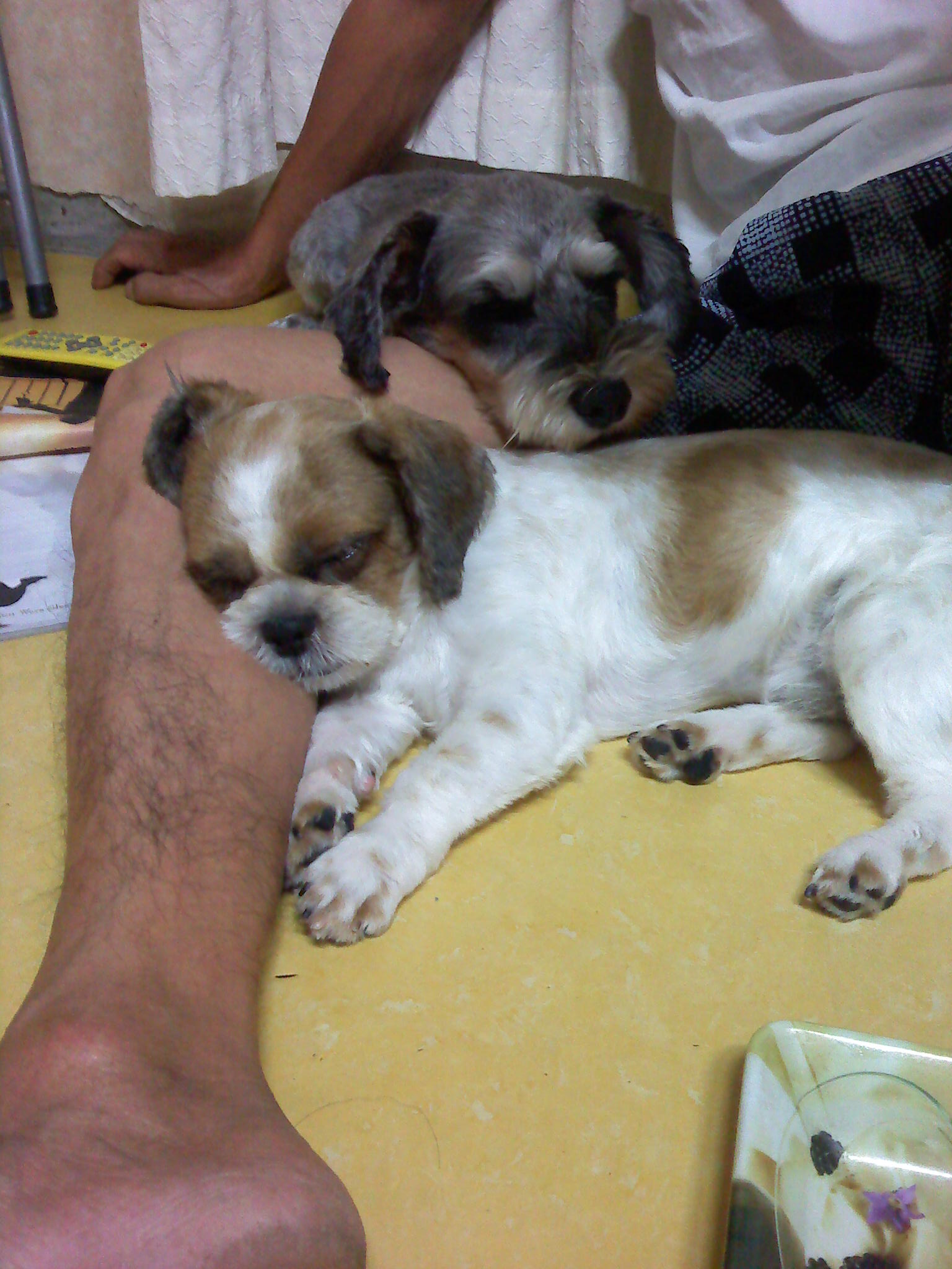 시츄(남) 대구 태전동