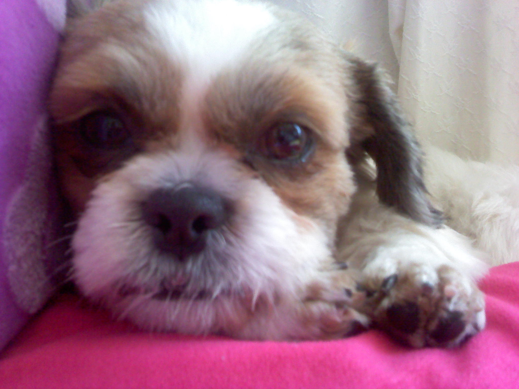 시츄(남) 대구 태전동