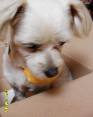 주인을찾아요-말티즈/수컷/서울 강서구 방화3동