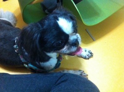 시츄-남아 입양하실분