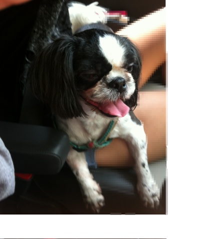 시츄-남아 입양하실분