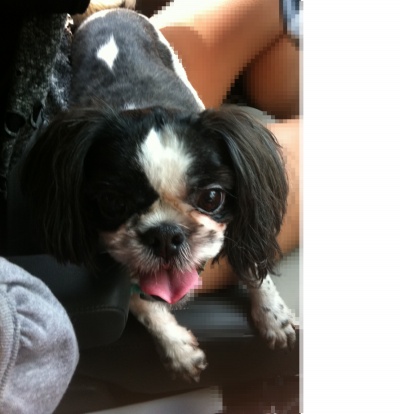 시츄-남아 입양하실분