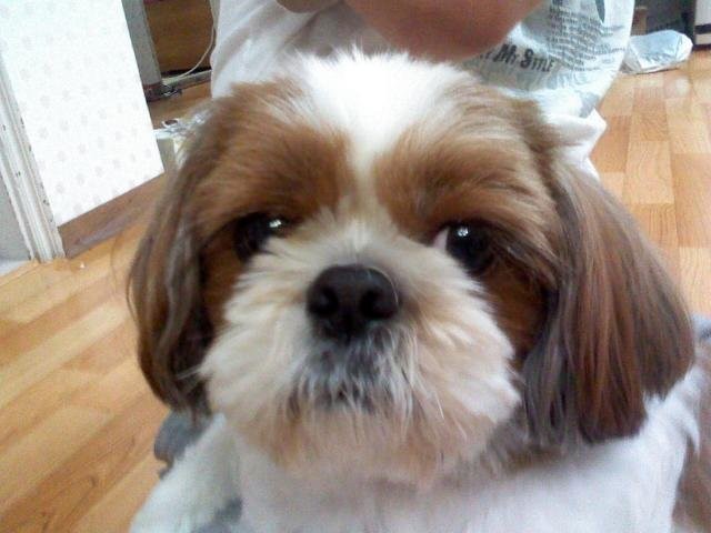 강아지(시츄)를 찾습니다