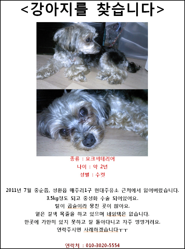 충남 천안 성환에서 요크셔테리어를 잃어버렸어요