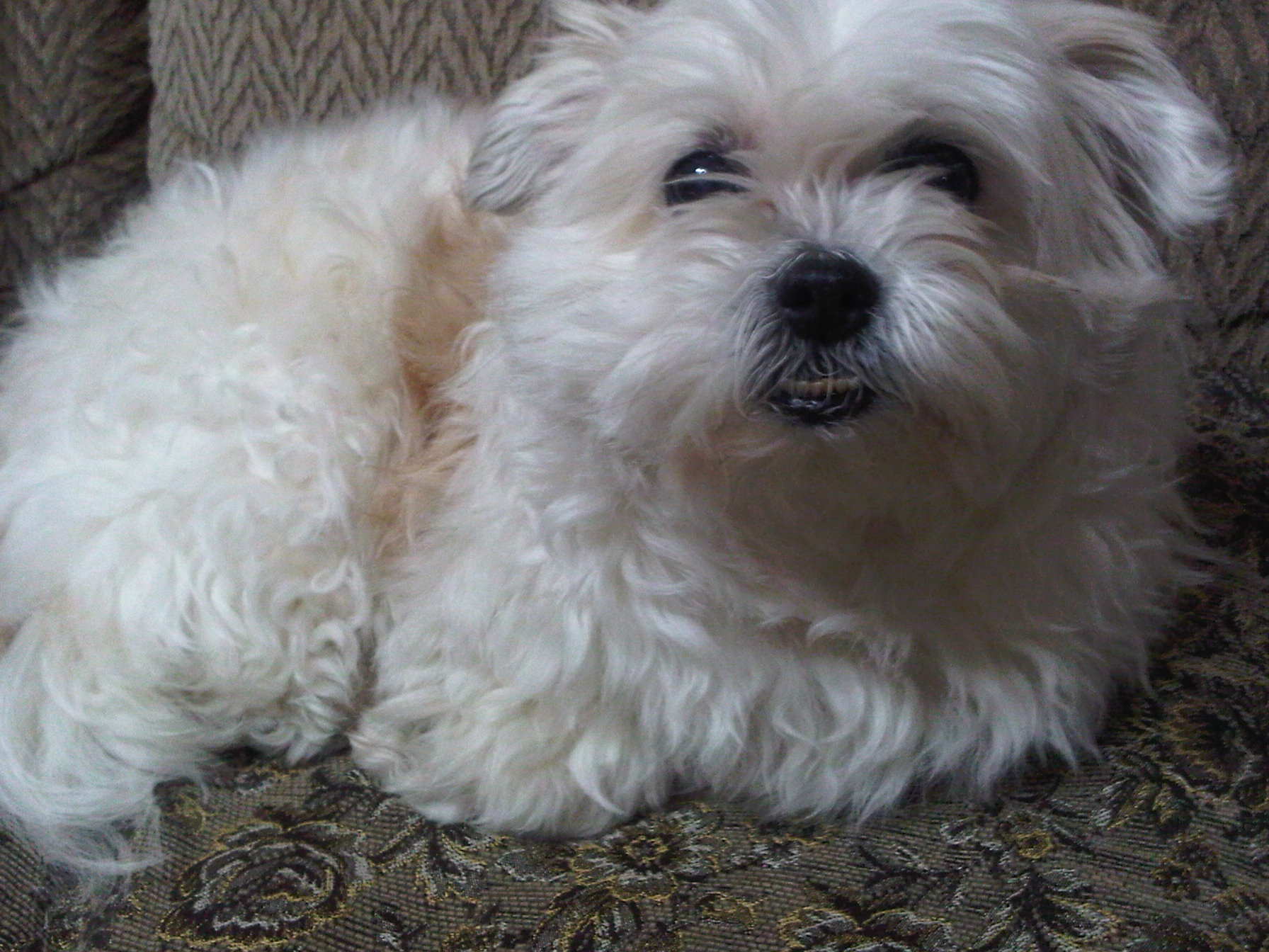 서울 송파구 거여동에서 잃어버린 흰색 강아지를 찾습니다