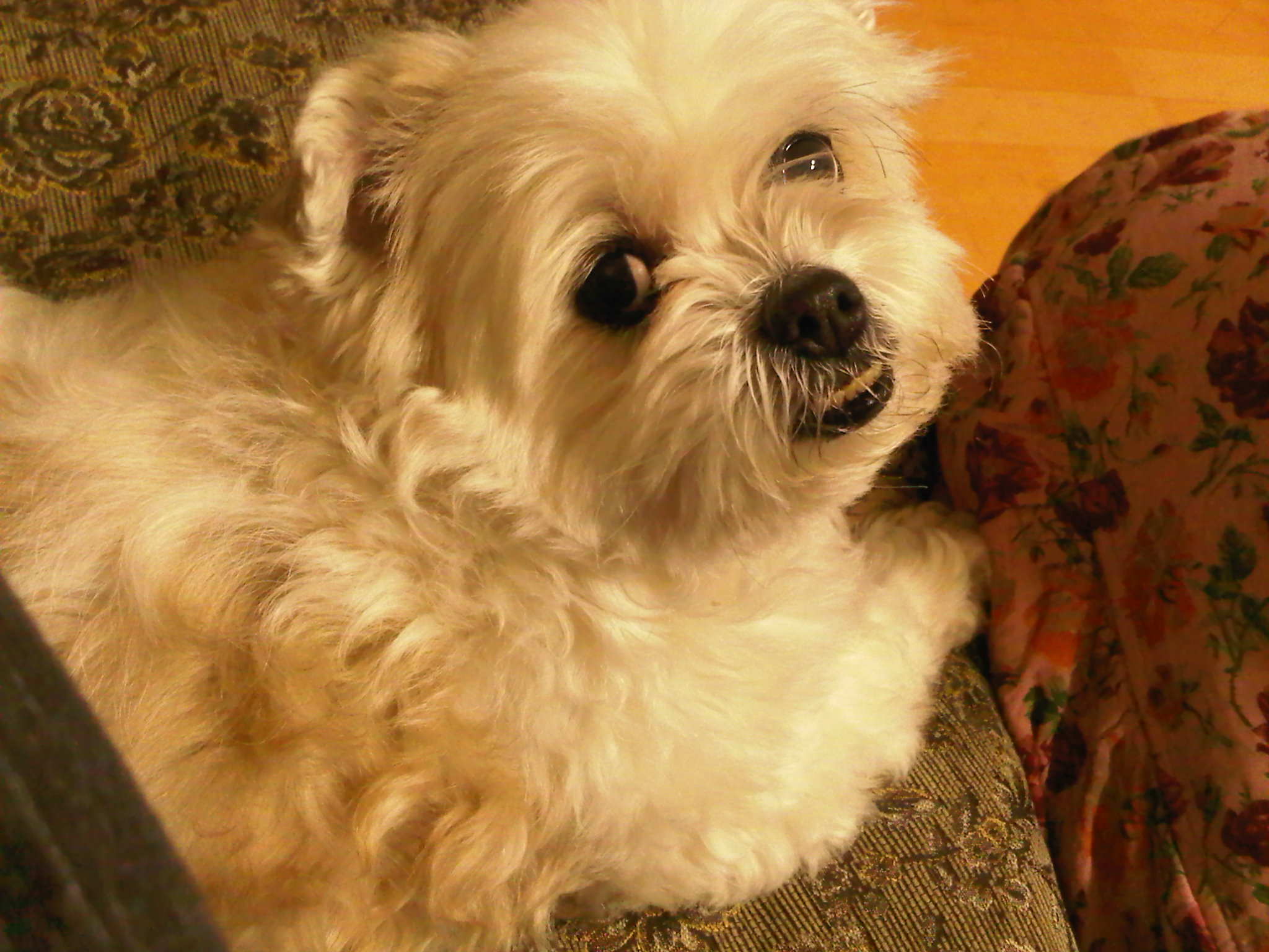 서울 송파구 거여동에서 잃어버린 흰색 강아지를 찾습니다