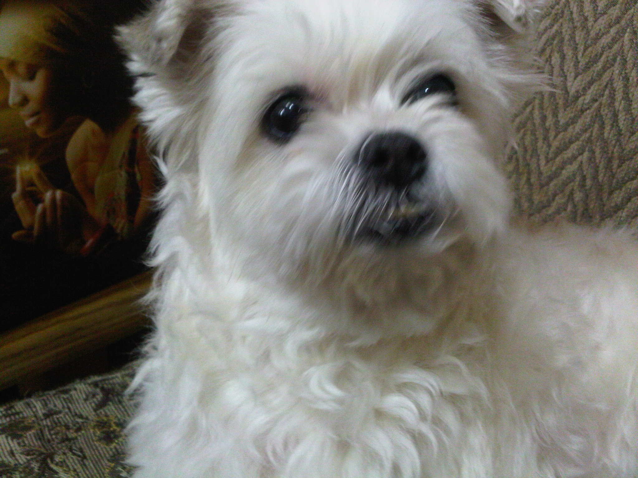 서울 송파구 거여동에서 잃어버린 흰색 강아지를 찾습니다