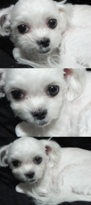 광진구 군자동 말티즈 여아 찾아요